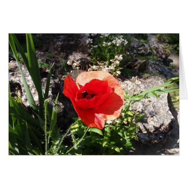 Red Poppy (Vorderseite (Horizontal))