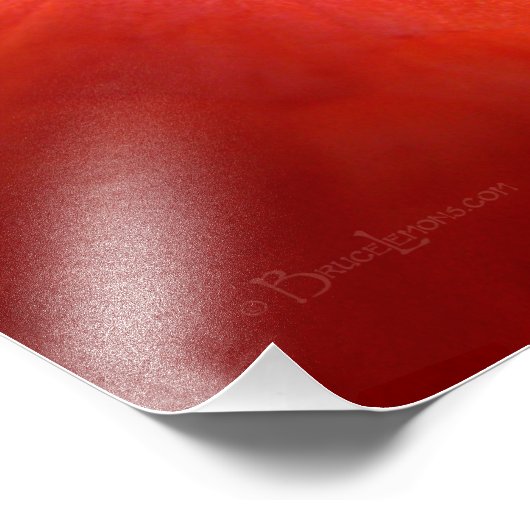 Red Poppy Blume Macro Fotodruck (Ecke)