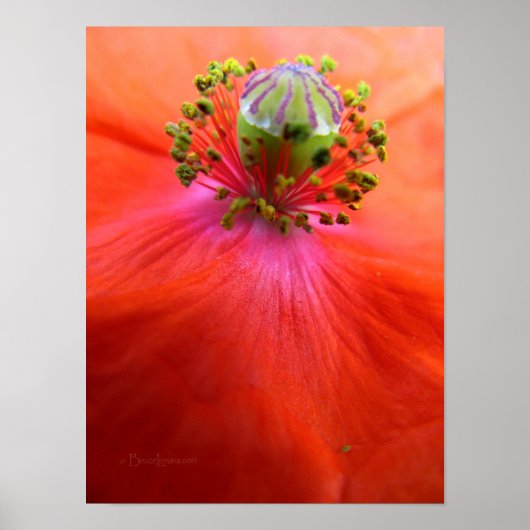 Red Poppy Blume Macro Poster (Vorne)