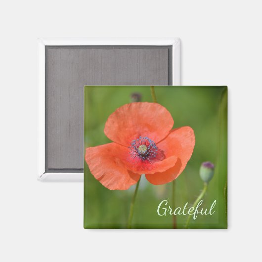 Red Poppy Dankbarkeit Magnet (Vorderseite/Rückseite)