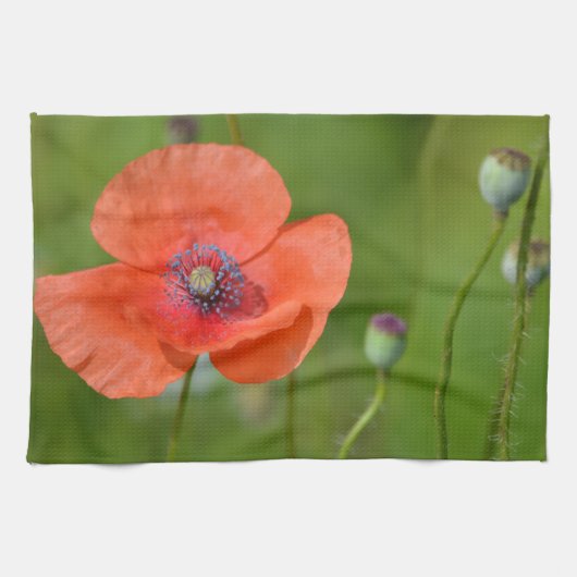 Red Poppy Dish Handtuch (Horizontal)