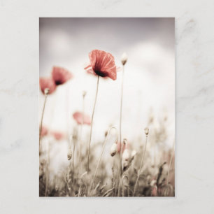 Red Poppy Flowers Postkarte