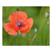 Red Poppy Fotodruck (Vorne)
