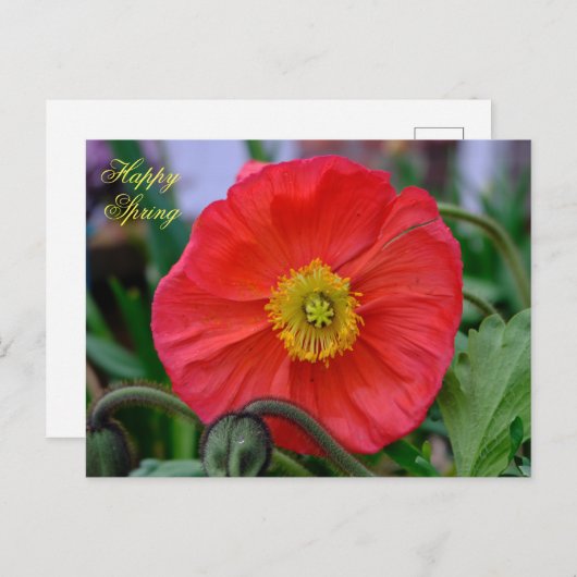 Red Poppy Happy Spring Postkarte (Vorne/Hinten)