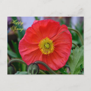 Red Poppy Happy Spring Postkarte