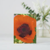 Red Poppy - Klatschmohn Postkarte (Stehend Vorderseite)