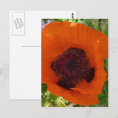 Red Poppy - Klatschmohn Postkarte (Vorne/Hinten)