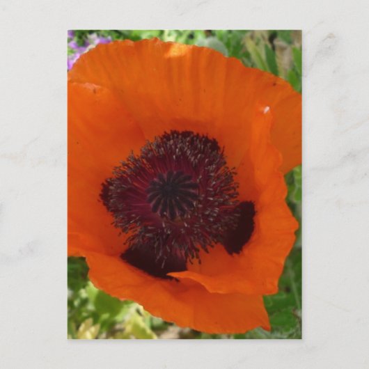 Red Poppy - Klatschmohn Postkarte (Vorderseite)