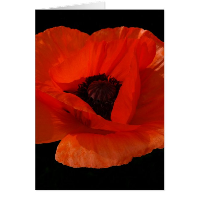 Red Poppy Macro (Vorne)