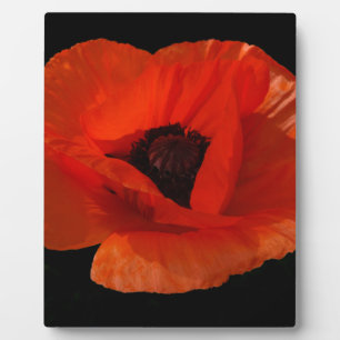 Red Poppy Macro Fotoplatte