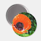 Red Poppy Magnet (Vorderseite/Rückseite)