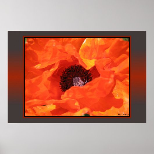 Red Poppy Poster (Vorne)