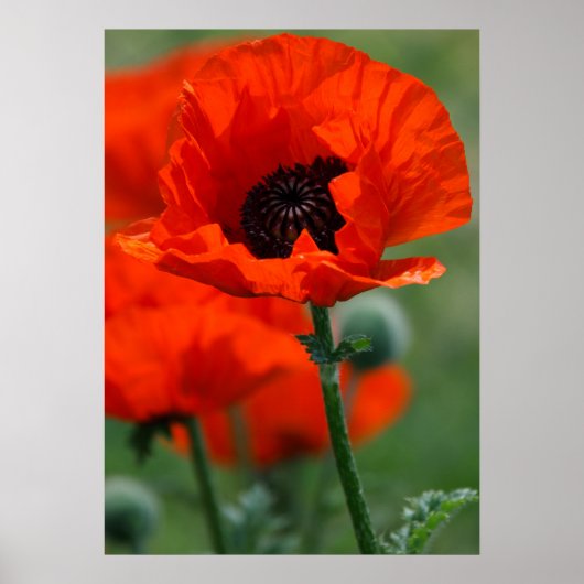 Red Poppy Poster (Vorne)