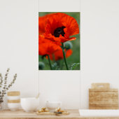Red Poppy Poster (Küche)