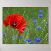 Red Poppy Poster (Vorne)