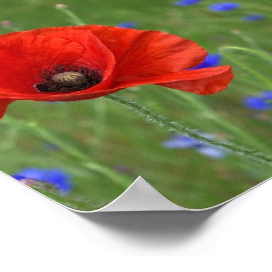 Red Poppy Poster (Ecke)