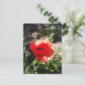 Red Poppy Postkarte (Stehend Vorderseite)