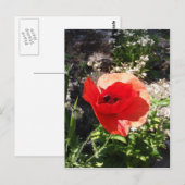 Red Poppy Postkarte (Vorne/Hinten)