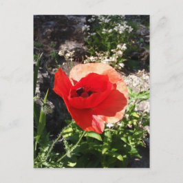 Red Poppy Postkarte