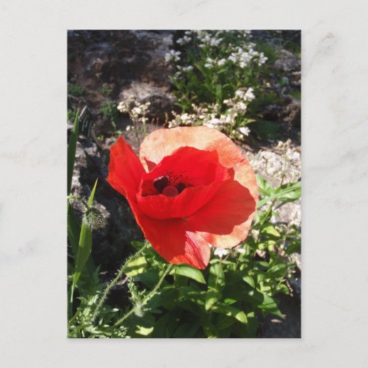 Red Poppy Postkarte (Vorderseite)