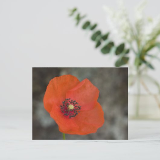 Red Poppy Postkarte (Stehend Vorderseite)