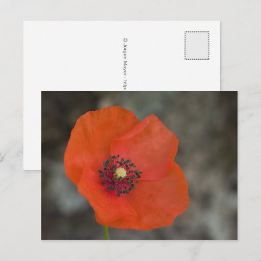 Red Poppy Postkarte (Vorne/Hinten)