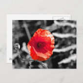 Red Poppy Postkarte (Vorne/Hinten)
