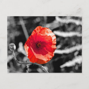 Red Poppy Postkarte