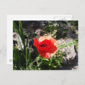 Red Poppy Postkarte (Vorne/Hinten)