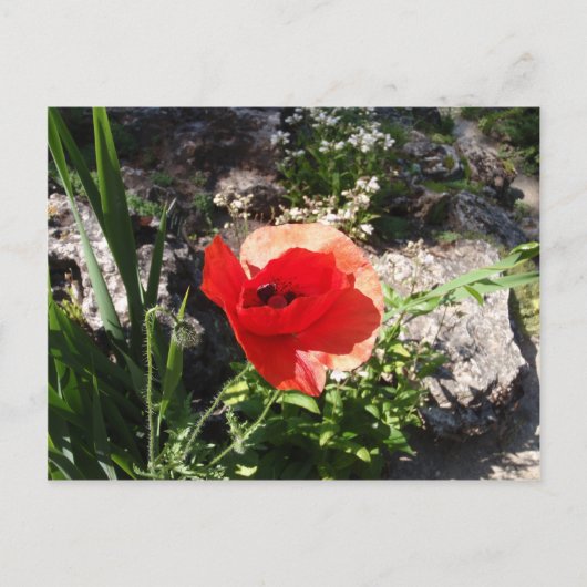 Red Poppy Postkarte (Vorderseite)