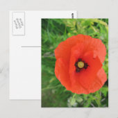Red Poppy Postkarte (Vorne/Hinten)