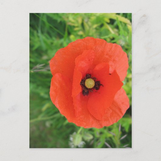 Red Poppy Postkarte (Vorderseite)