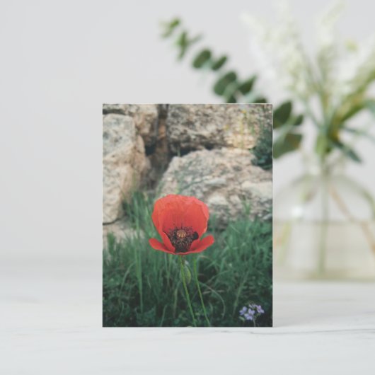 Red Poppy Postkarte (Stehend Vorderseite)