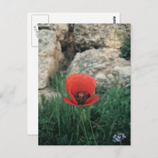 Red Poppy Postkarte (Vorne/Hinten)