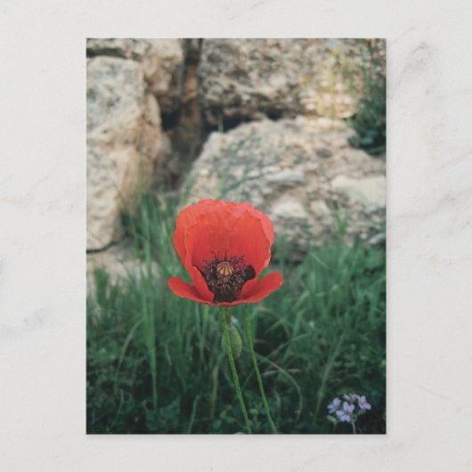 Red Poppy Postkarte (Vorderseite)