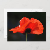 Red Poppy Postkarte (Vorne/Hinten)