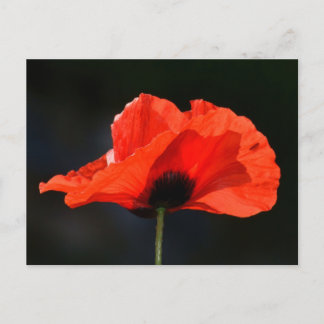 Red Poppy Postkarte