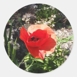 Red Poppy Runder Aufkleber