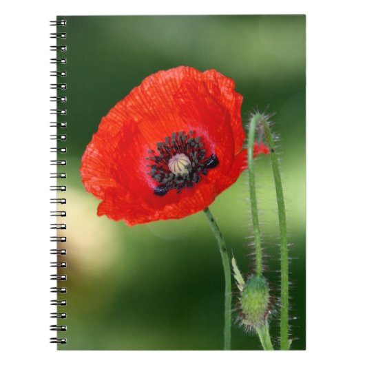 Red Poppy Seed Foto Notebook Notizblock (Vorderseite)