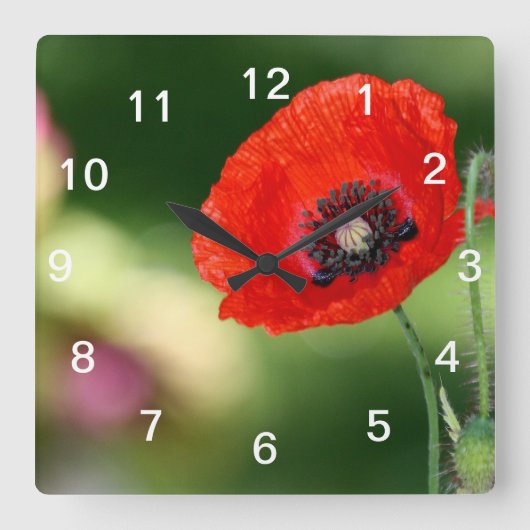 Red Poppy Seehandschuh Quadratische Wanduhr (Vorderseite)
