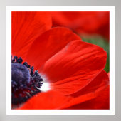 Red Poppy Spring Floral Poster (Vorne)