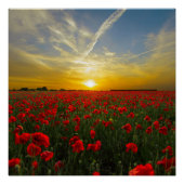 Red Poppy Sunset Poster (Vorderseite)
