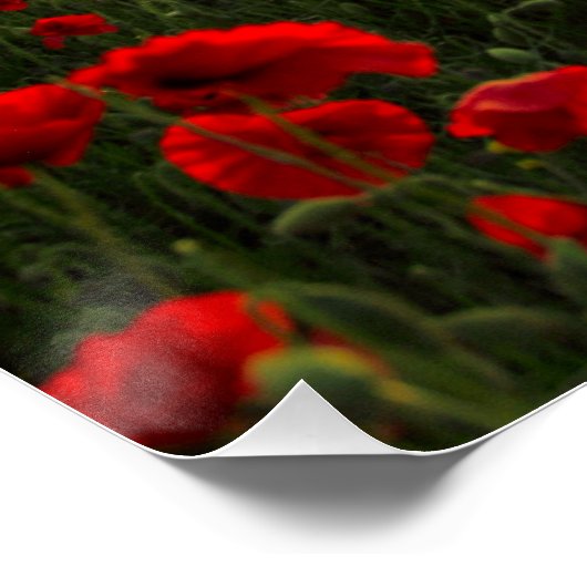 Red Poppy Sunset Poster (Ecke)
