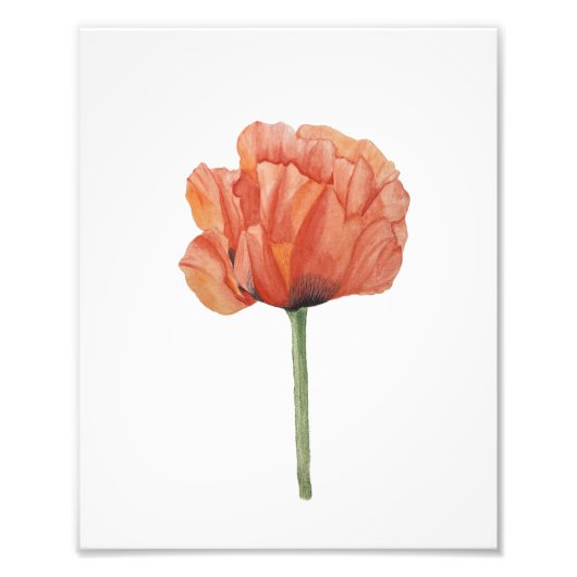 Red Poppy Watercolor Botanical Print Fotodruck (Vorne)