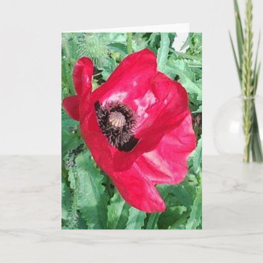 Red Poppy x 2 Photos Greeting Card Karte (Vorderseite)