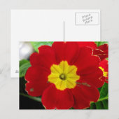 Red Primrose Postcard Postkarte (Vorne/Hinten)