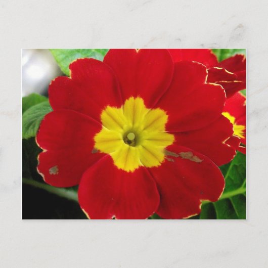 Red Primrose Postcard Postkarte (Vorderseite)