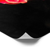 Red Primula im Frühjahr Poster (Ecke)