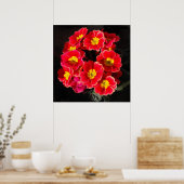 Red Primula im Frühjahr Poster (Küche)