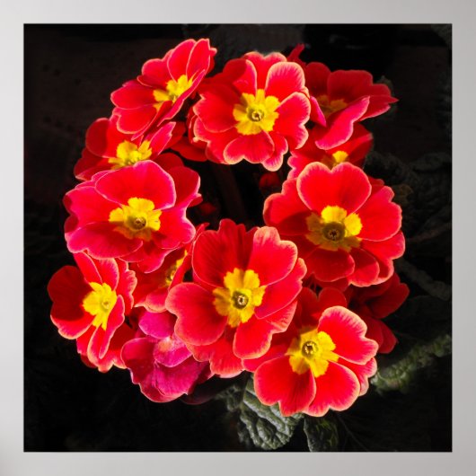 Red Primula im Frühjahr Poster (Vorne)